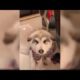 Cute Puppies Doing Funny Things Compilation   Cute Funny Puppies Compilation 2019