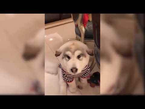 Cute Puppies Doing Funny Things Compilation   Cute Funny Puppies Compilation 2019