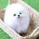 Cute  Puppies Doing Funny Things   Pomeranian  Cute and Funny Dogs