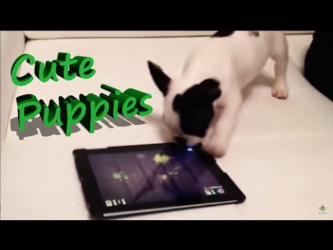 Cute Puppies Doing Funny Things