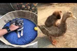 Cute Puppies Funny Compilation - Funny Puppies And Cute Hey guys, it's just new