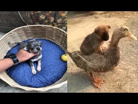 Cute Puppies Funny Compilation - Funny Puppies And Cute Hey guys, it's just new