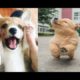 Cute Puppies Funny Compilation - Funny Puppies And Cute Puppies | Baby Dogs Vines