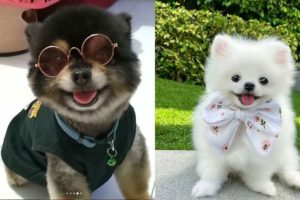 Cute Puppies Funny Things ❤️?  Cutest Puppies Ever Compilation ? Mini Pomeranian Dogs