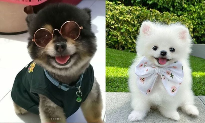 Cute Puppies Funny Things ❤️? Cutest Puppies Ever Compilation ? Mini Pomeranian Dogs