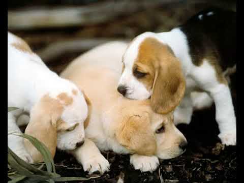 Cute Puppies Slideshow
