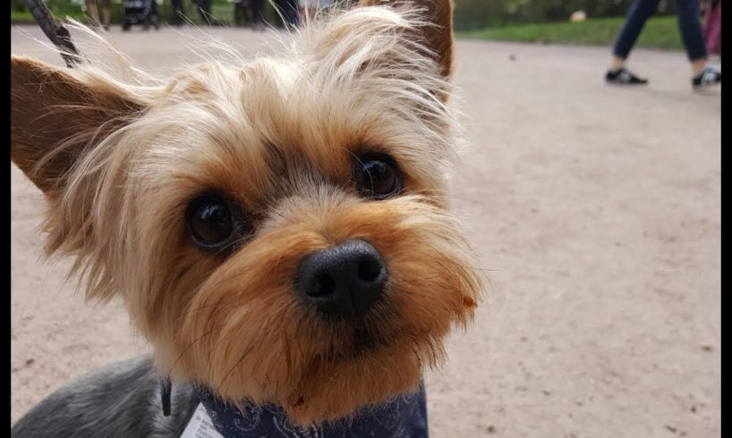 Cute Puppies- The cutest you could ever see!