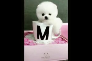 Cute Puppies Videos Compilation Cute  moment of Puppy Cute Puppies Doing Funny Things 2019 Cutest Do