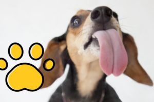 Cute Puppies Want To Lick Your Monitor Video | Cute Pets