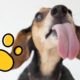 Cute Puppies Want To Lick Your Monitor Video | Cute Pets