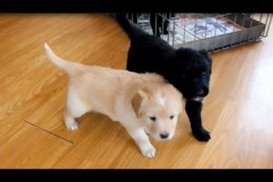 Cute Puppies meet Dachshund (Teckel à poil long et des chiots)