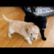 Cute Puppies meet Dachshund (Teckel à poil long et des chiots)