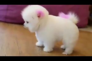 Cute Puppies of 2019 || Must watch