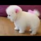 Cute Puppies of 2019 || Must watch