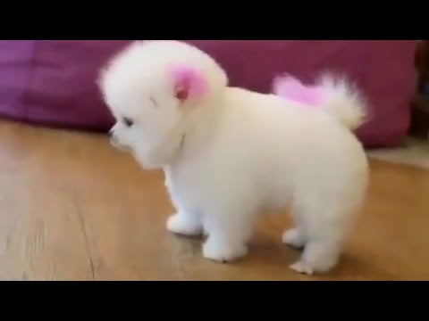 Cute Puppies of 2019 || Must watch