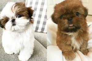 Cute Shih Tzu Puppies and Dogs Videos Compilation