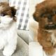 Cute Shih Tzu Puppies and Dogs Videos Compilation