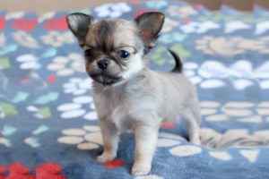 Cute Tiny Chihuahua Puppies Video Compilation