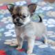 Cute Tiny Chihuahua Puppies Video Compilation