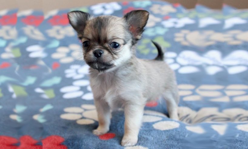 Cute Tiny Chihuahua Puppies Video Compilation