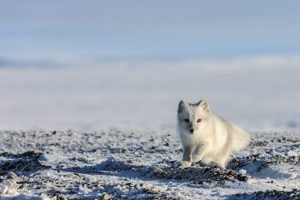 Cute and Funny Playing Arctic Fox ? Videos Compilation ? Animals Funny