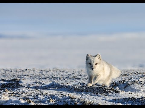 Cute and Funny Playing Arctic Fox ? Videos Compilation ? Animals Funny