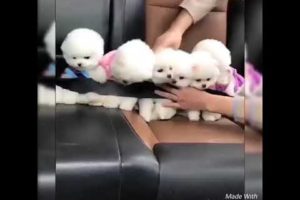 Cute and funniest puppies compilation video (2019)