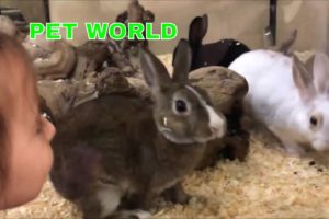 Cute animals, cute PUPPIES, KITTENS and BUNNIES at Pet World Store