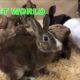 Cute animals, cute PUPPIES, KITTENS and BUNNIES at Pet World Store