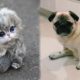 Cute baby animals Videos Compilation cutest moment of the animals - Soo Cute! #2