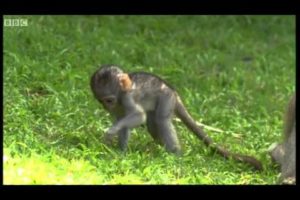 Cute baby monkeys at play | Cheeky Monkey | BBC