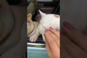 Cute puppies I saw in Virginia