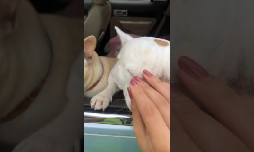 Cute puppies I saw in Virginia