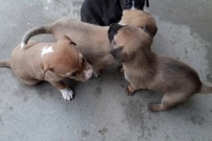 Cute puppies and their mom / doing funny things