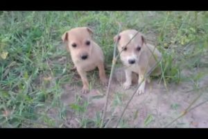 Cute puppies playing in Garden