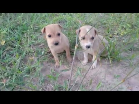 Cute puppies playing in Garden