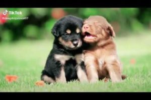 Cute puppies tiktok video