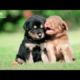 Cute puppies tiktok video