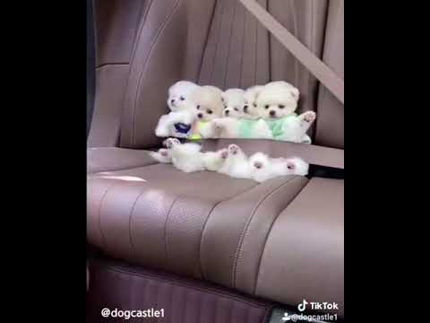 Cute puppies ❤/ tiktok