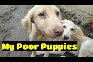 Cute puppies video