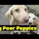 Cute puppies video