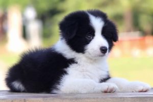 Cute puppies videos compilation, cute moment of puppies#201910