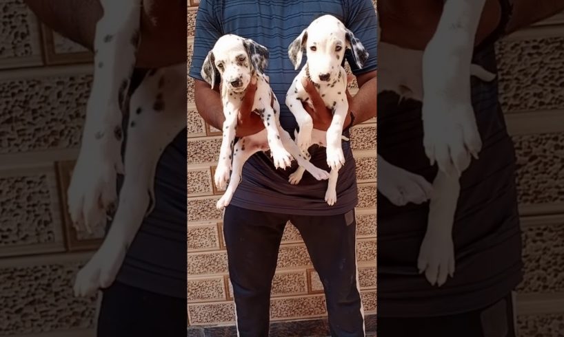 Cutest Dalmatian puppies available in all over Delhi with free delivery available 7291877952