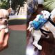 Cutest Dogs! Cute Puppies Doing Funny Things 2019 #1