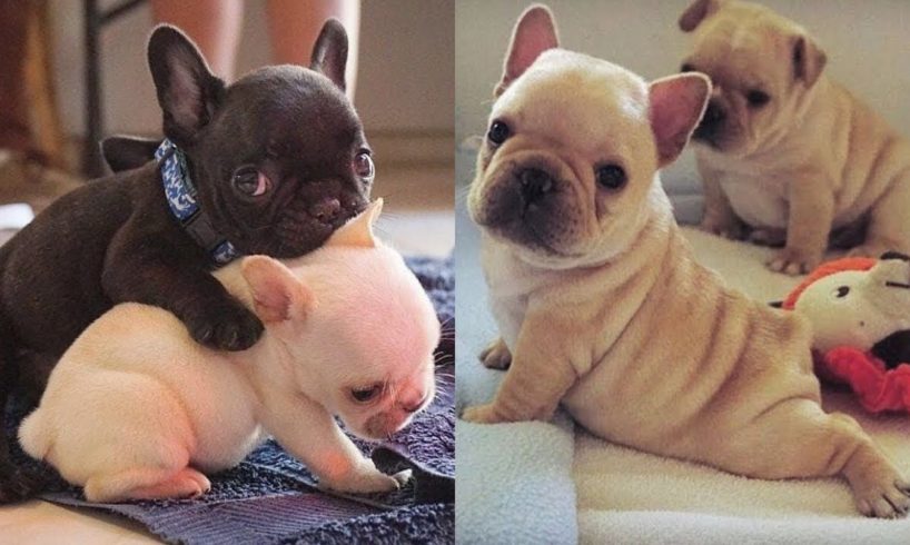 Cutest French Bulldog - Funny and Cute French Bulldog Puppies 2019 #20