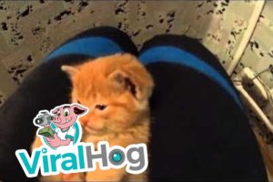 Cutest Kitten Ever Cleaning Itself || ViralHog