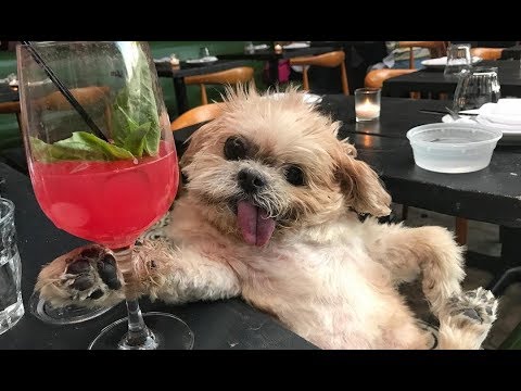 Cutest Puppies Can Play With Everything Very Happy | Funny Dog Video
