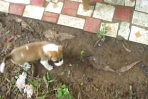 Cutest Puppies Ever! Panama Puppies Play on Isla Palenque