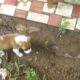 Cutest Puppies Ever! Panama Puppies Play on Isla Palenque