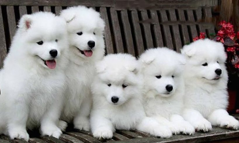 Cutest Puppies Playing With New Toys